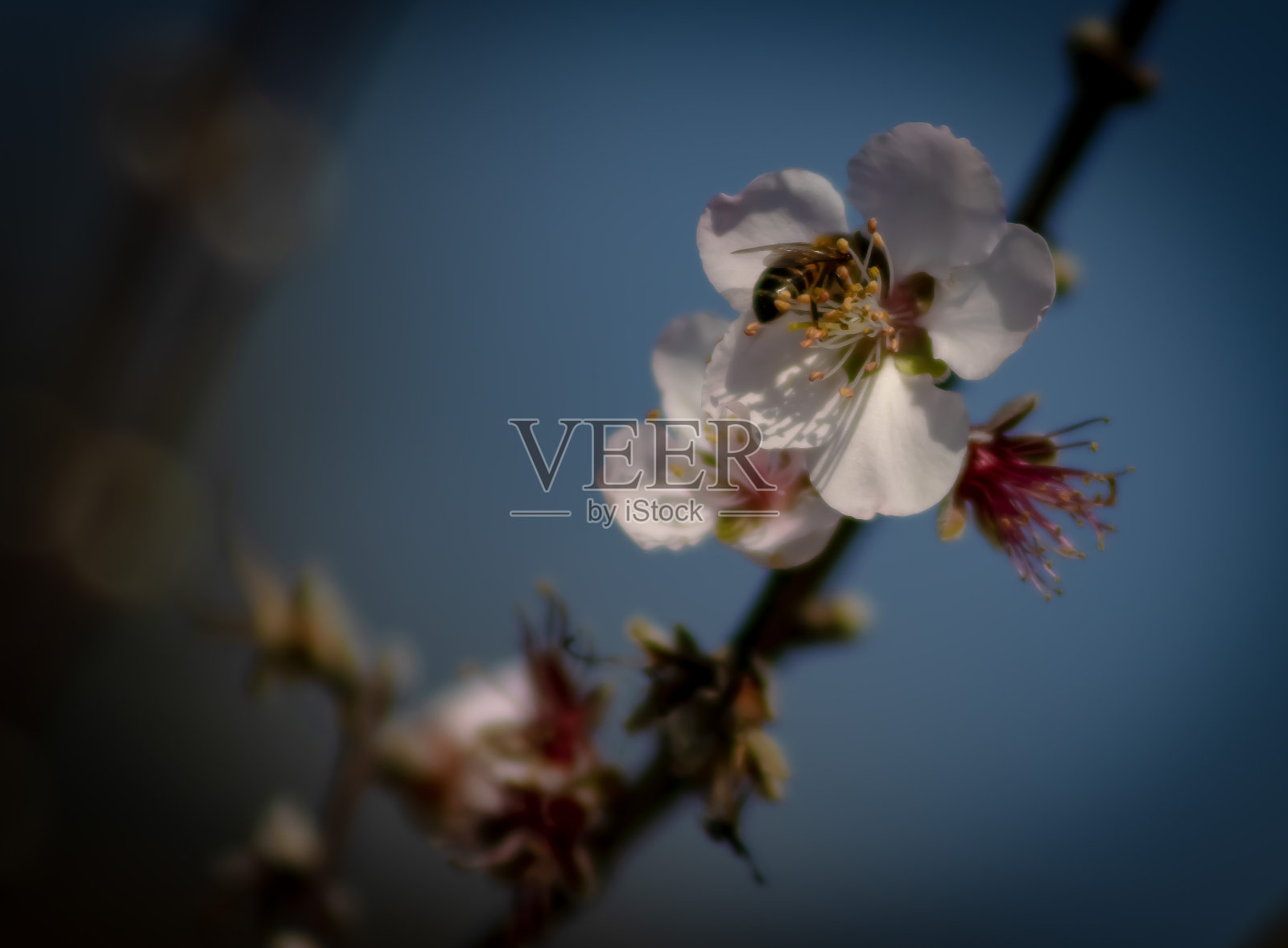 蜜蜂从桃花上采集花蜜照片摄影图片