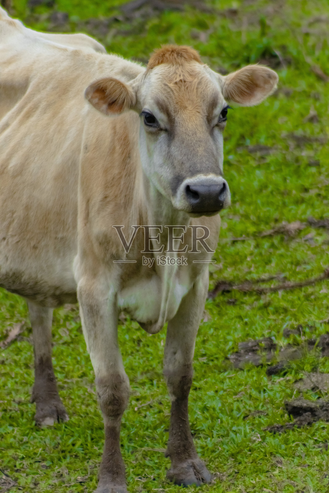 牧场上的黄牛照片摄影图片