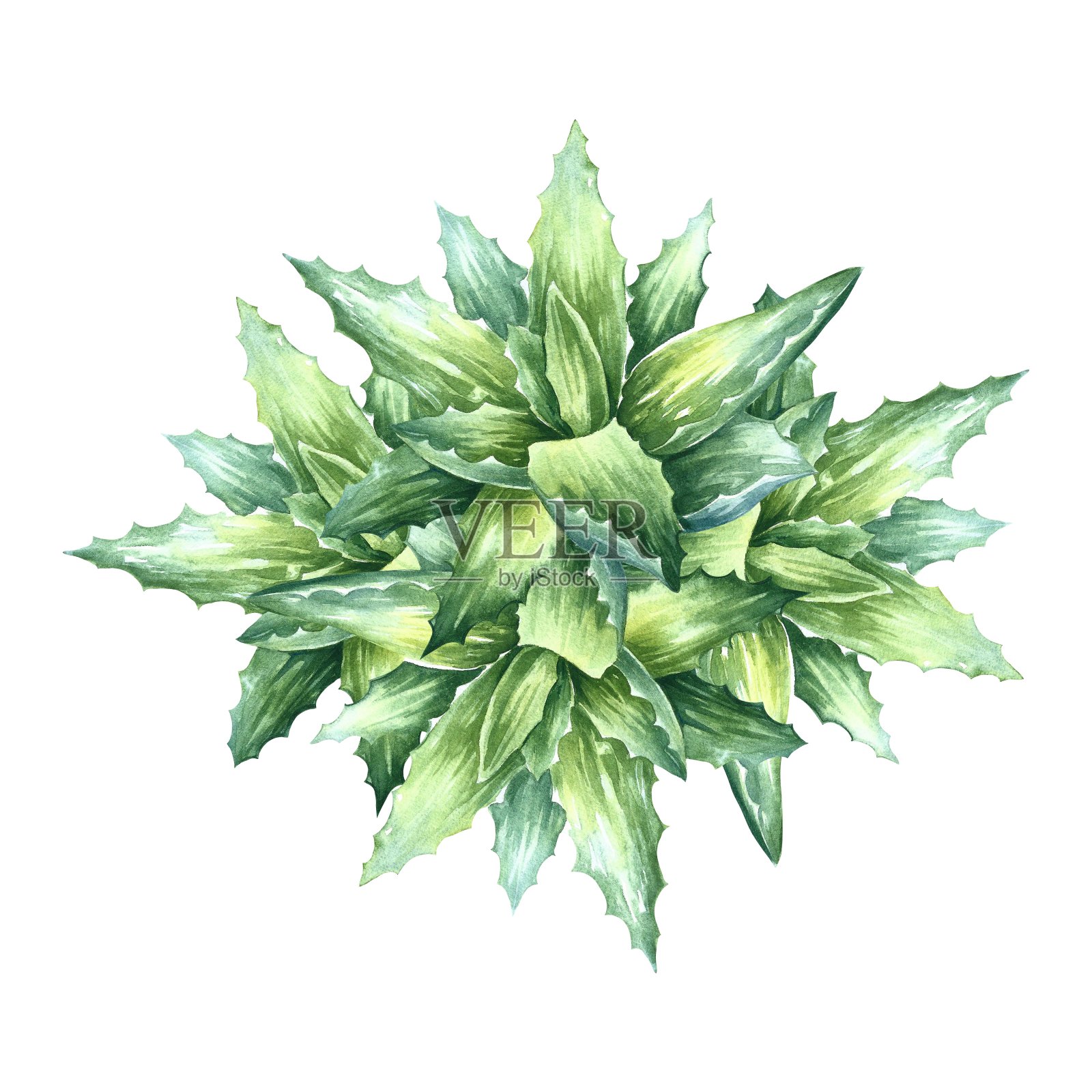 芦荟。手绘水彩插图。芦荟丛。用于化妆品、香水和药品的标签和包装。食品工业也是如此。用于贴纸和印刷品。插画图片素材