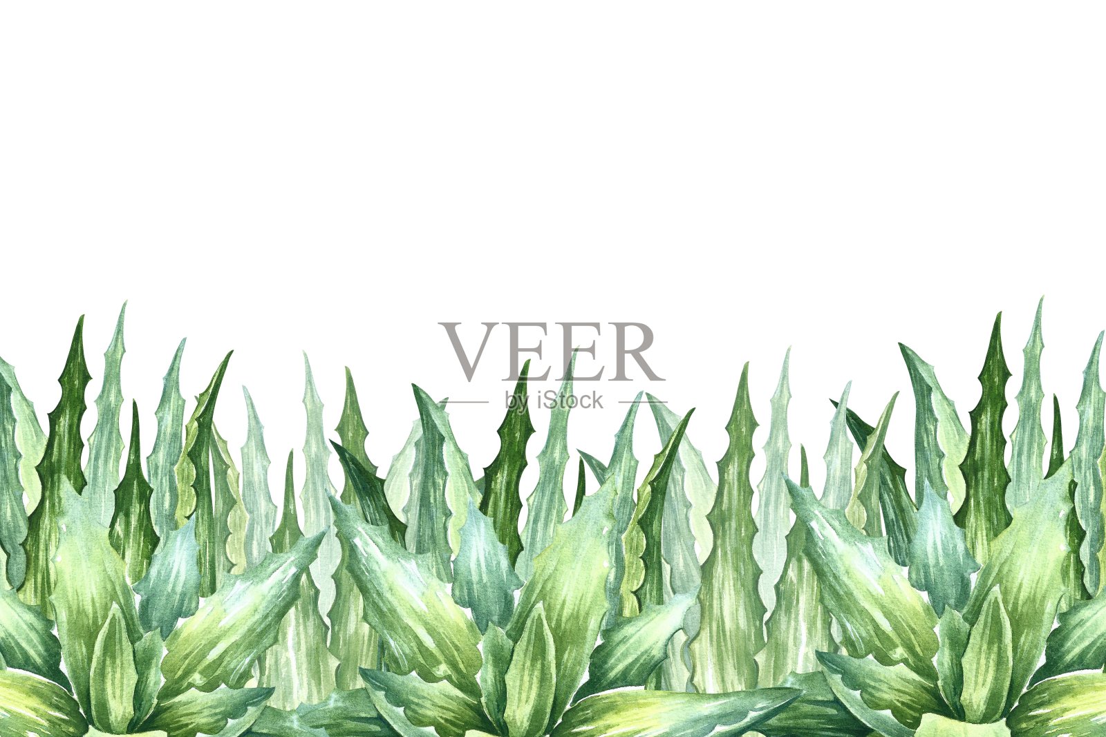 芦荟。边框与芦荟植物。这幅插图是用水彩手工绘制的。芦荟丛。用于化妆品、香水、药品、食品等行业的标签和包装。插画图片素材