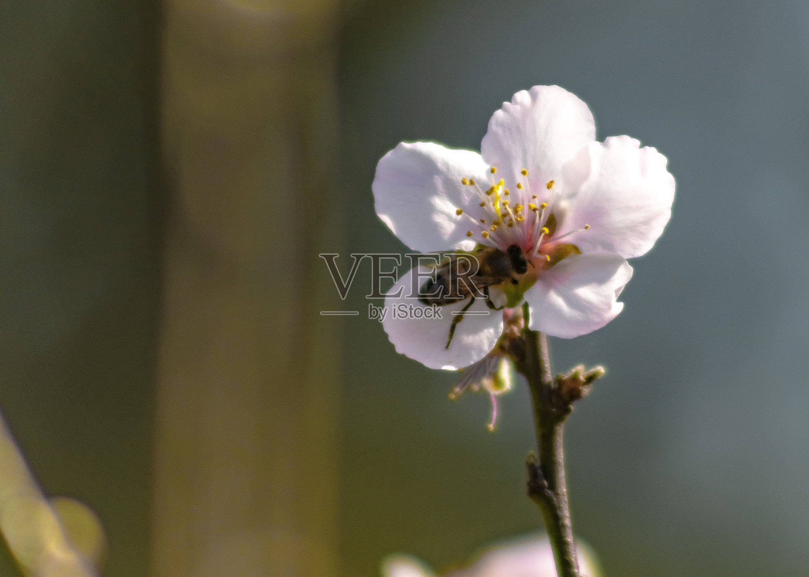 蜜蜂从桃花上采集花蜜照片摄影图片