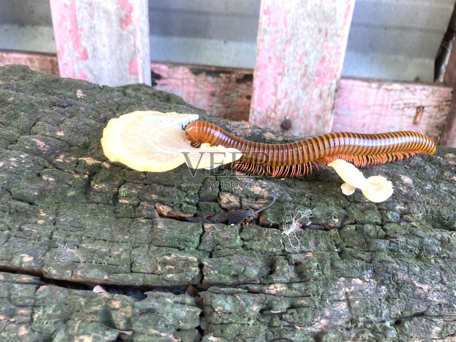 千足虫吃腐树干上的蘑菇照片摄影图片