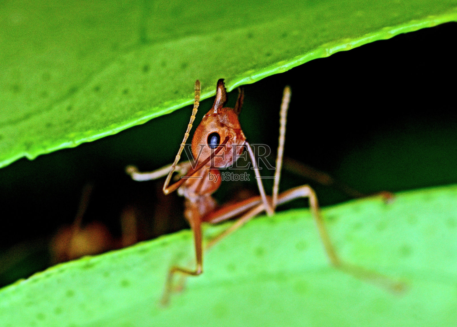 蚂蚁咬树叶、筑巢——动物行为。照片摄影图片