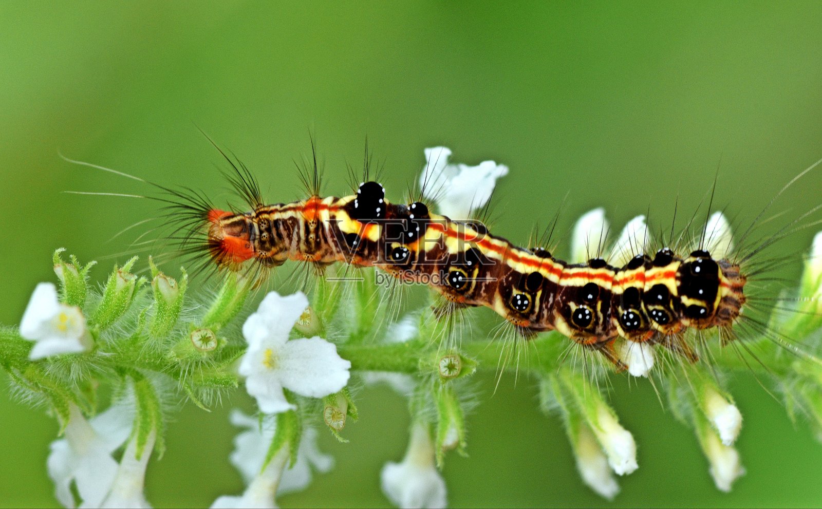 毛毛虫在白花上爬行-动物行为。照片摄影图片