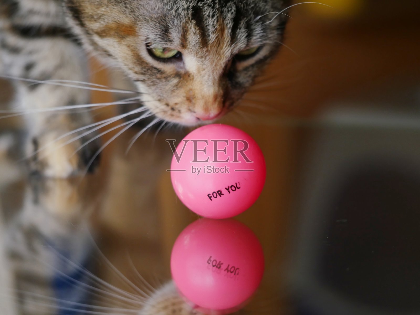 猫和粉色球的特写照片摄影图片