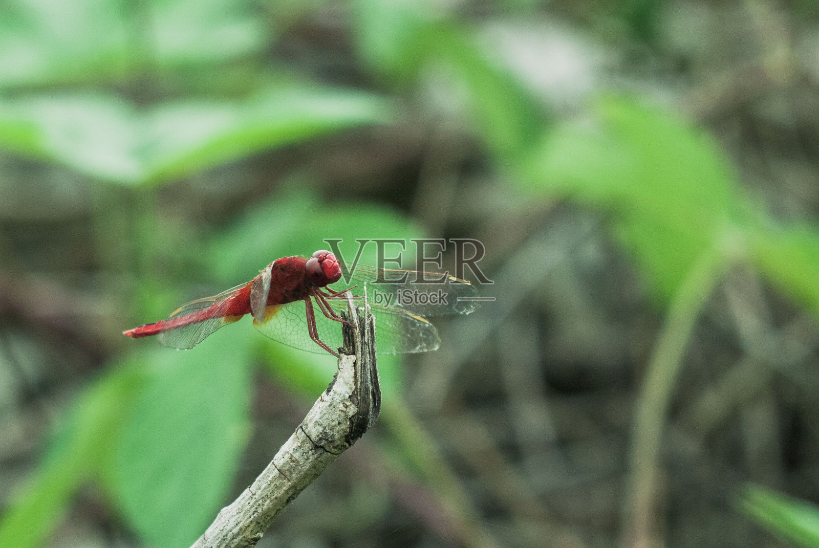 蜻蜓照片摄影图片
