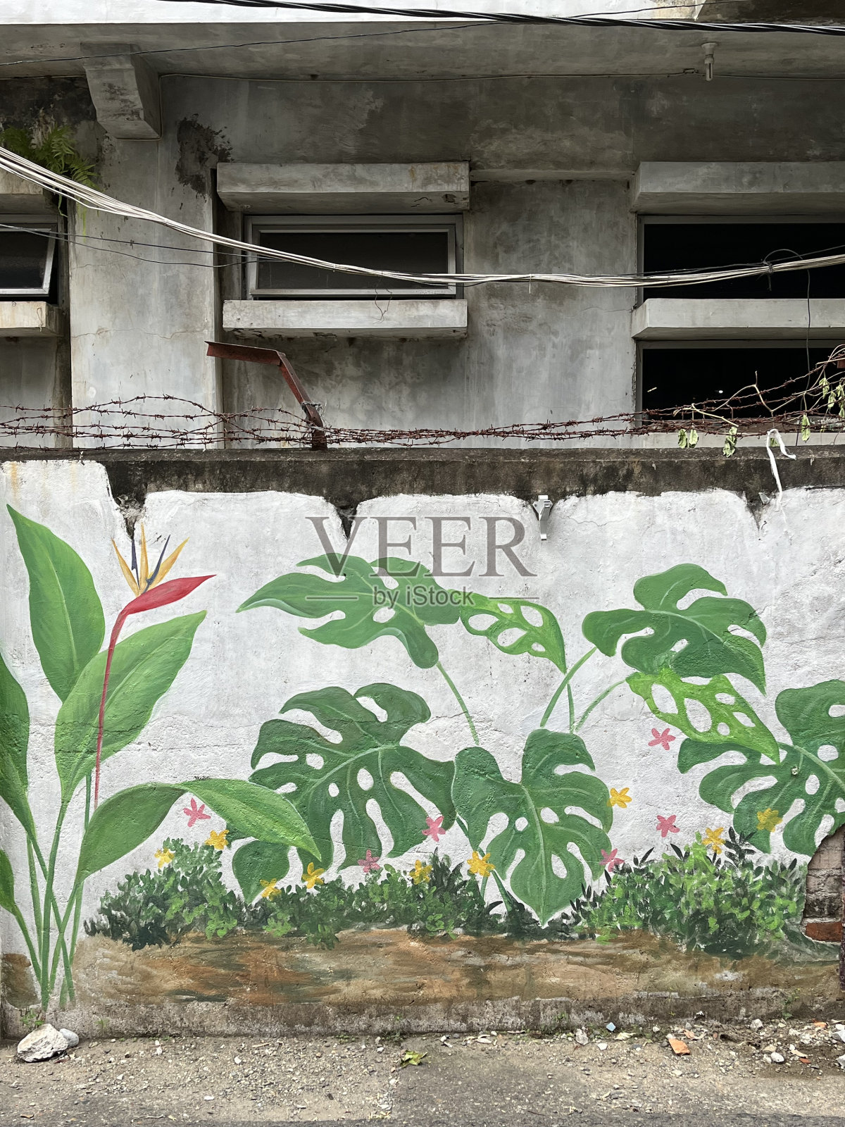 《废弃建筑壁上植物壁画》照片摄影图片