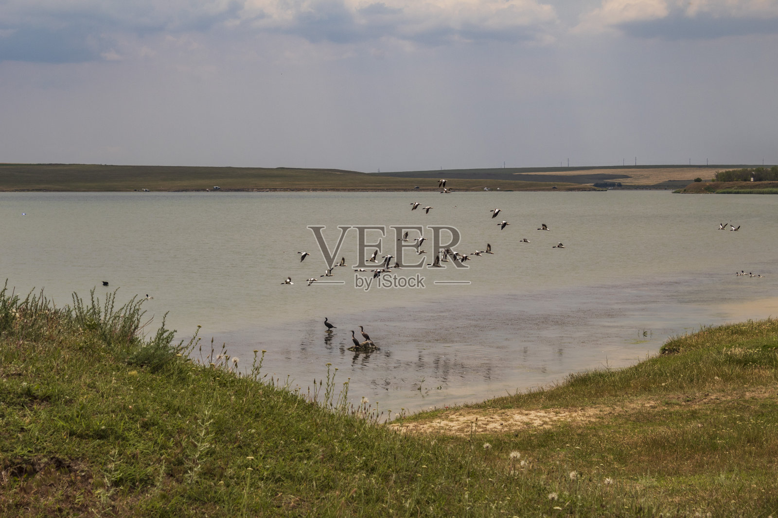 鸟,鸟,动物,羽毛,喙,野生动物,Еurope,罗马尼亚照片摄影图片