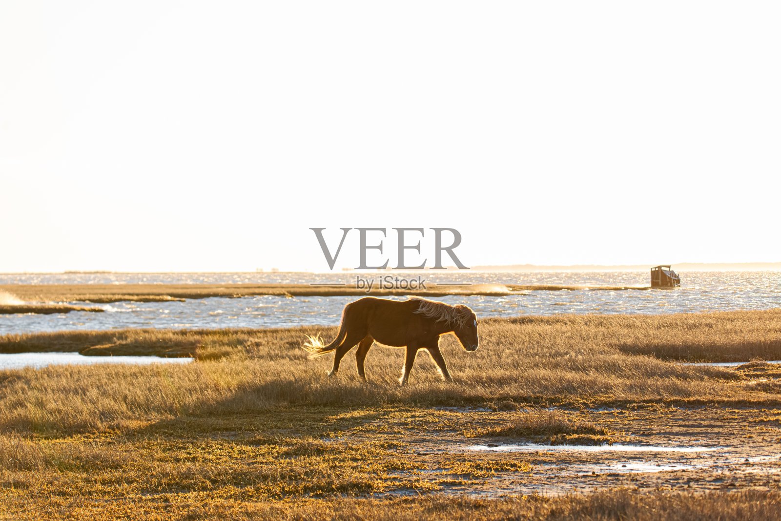 阿萨提格岛国家海岸的野马照片摄影图片