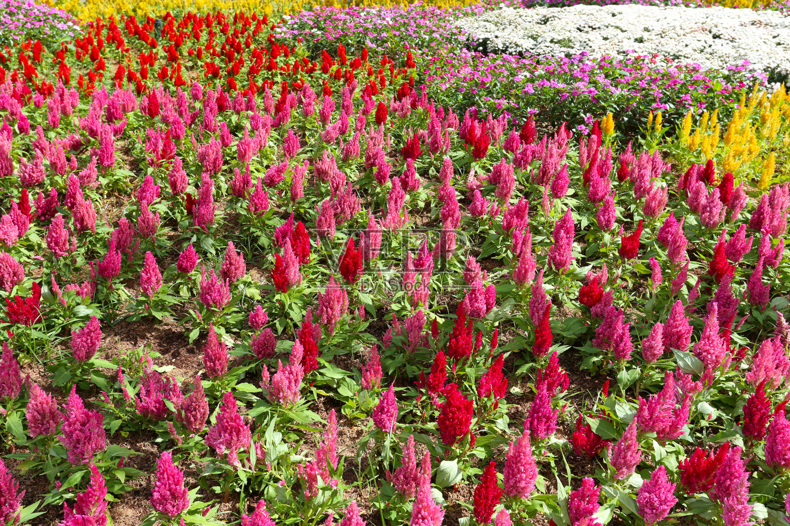 盛开的红色鸡冠花。照片摄影图片