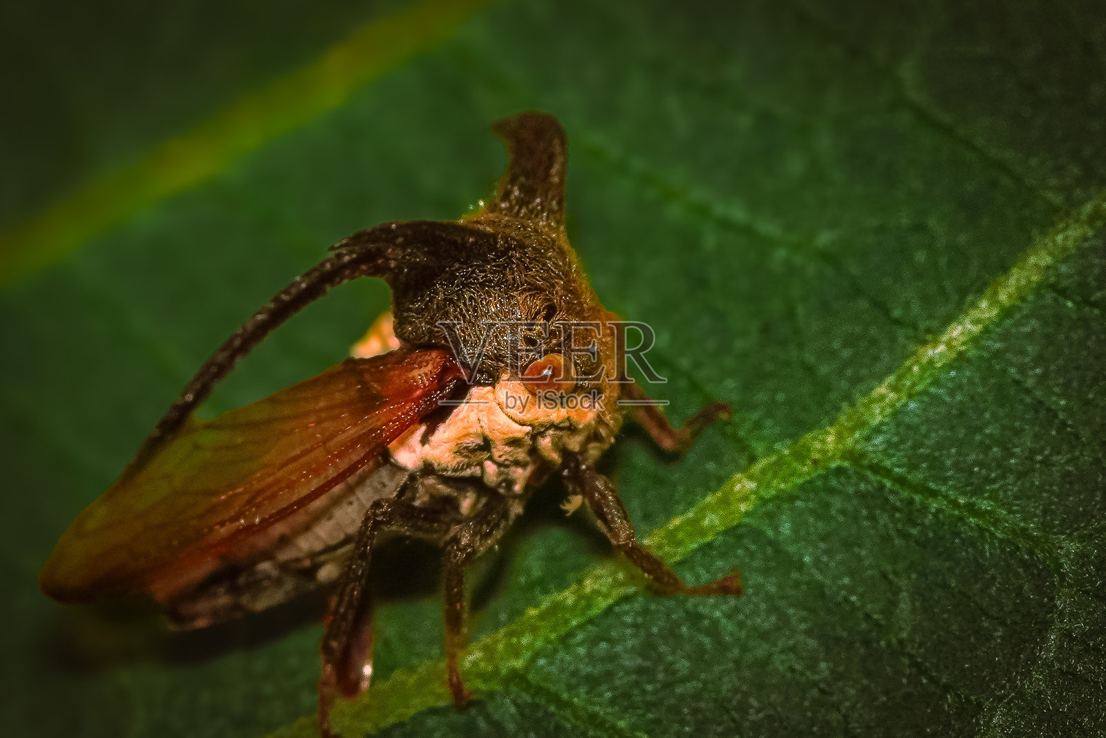 在番石榴叶上的宝贝西藏林内照片摄影图片