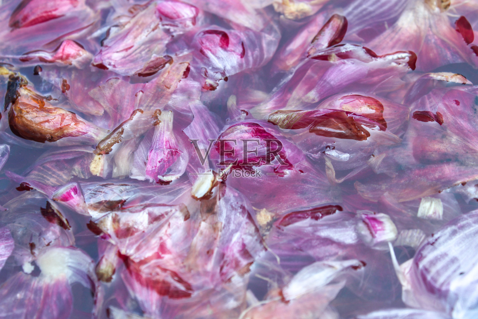 红洋葱皮泡在水里。红洋葱皮的废料被浸泡在水中,用作植物的杀虫剂照片摄影图片
