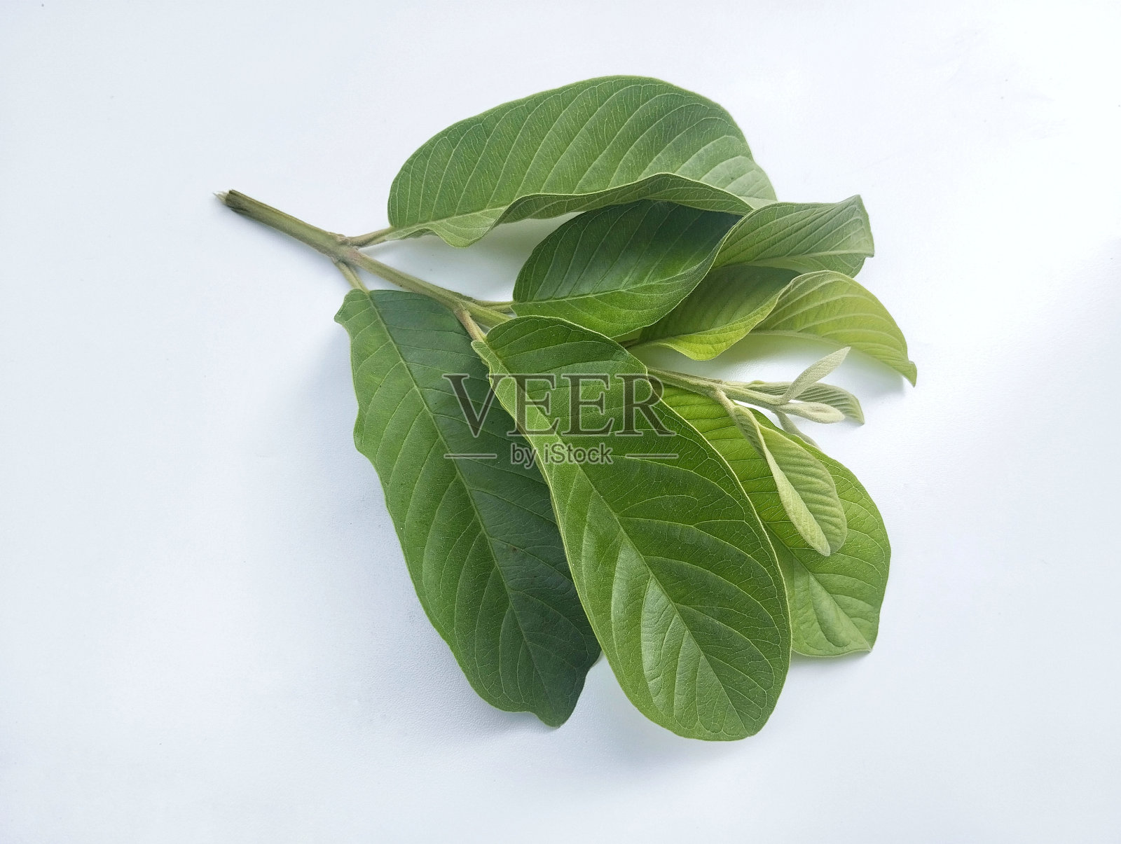 孤立在白色背景上的番石榴叶照片摄影图片