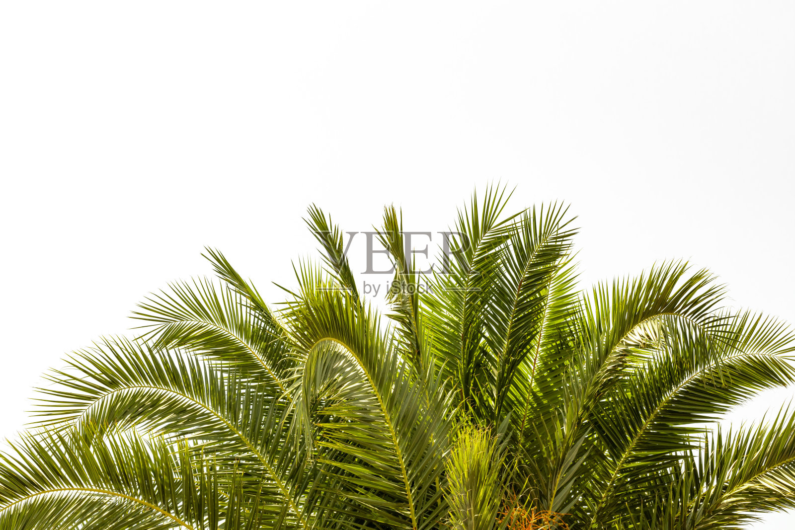 白色背景上的棕榈树照片摄影图片
