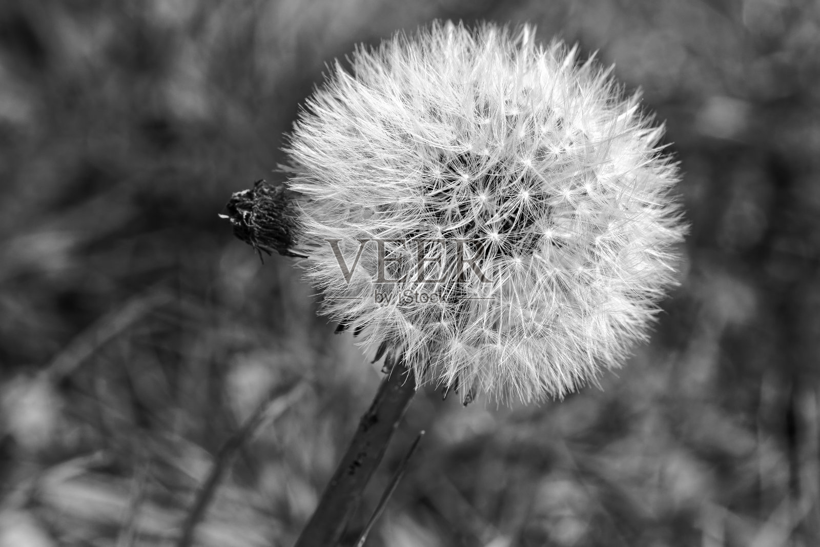 蒲公英的头照片摄影图片