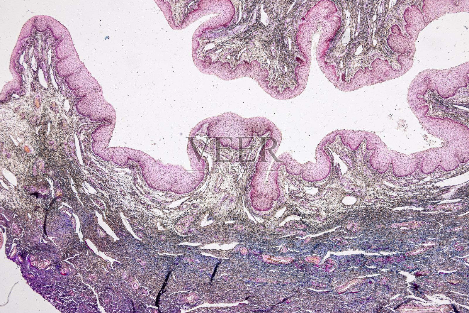 显微镜下兔输卵管、子宫、阴道、卵巢和睾丸细胞的解剖组织学。照片摄影图片