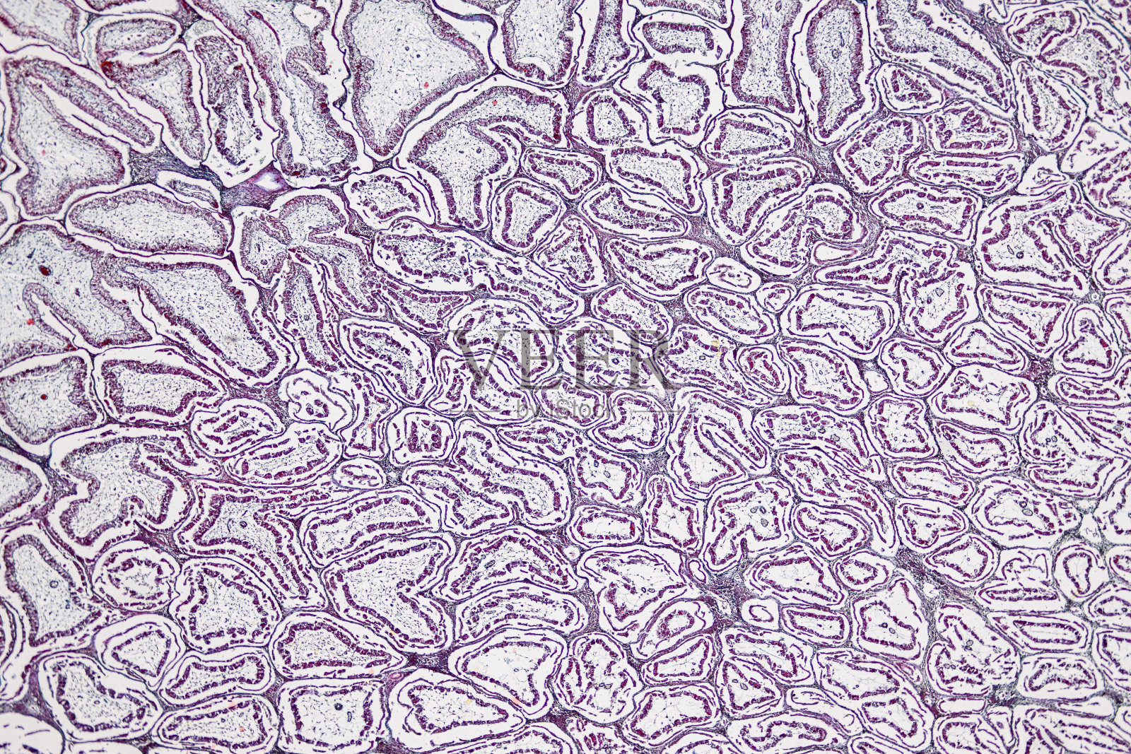 显微镜下兔输卵管、子宫、阴道、卵巢和睾丸细胞的解剖组织学。照片摄影图片