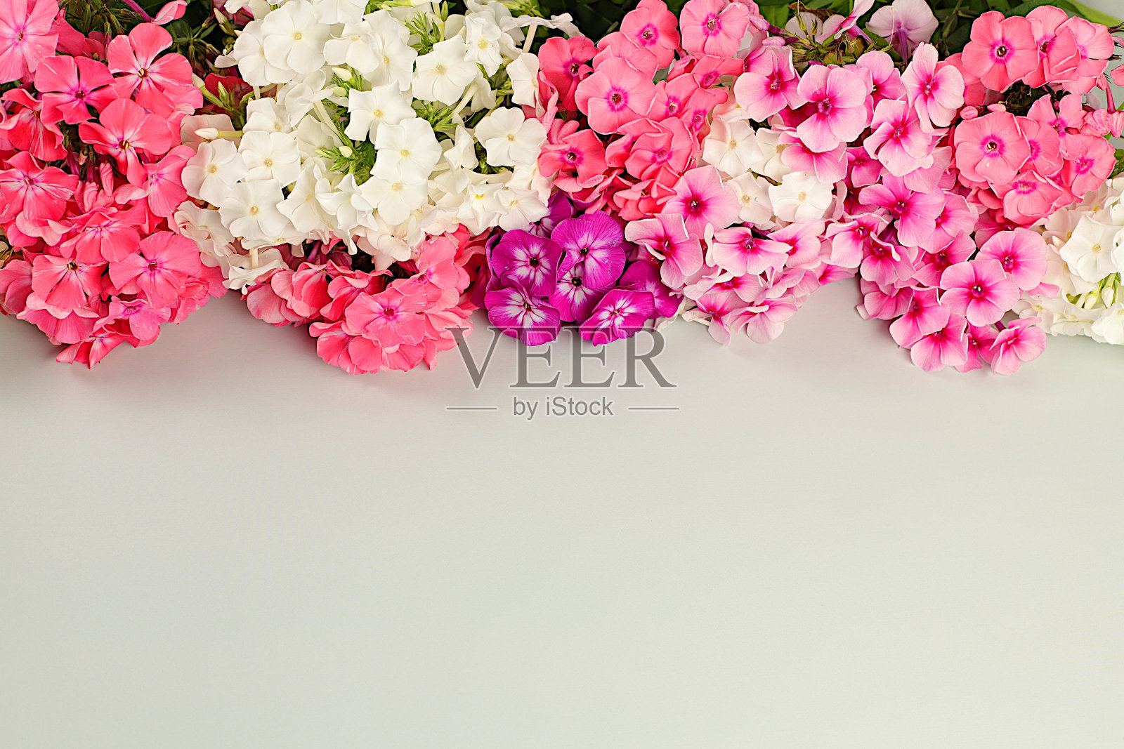 美丽的夹竹木花朵上的浅色背景,夏秋产品广告横幅,抽象的平面铺设插花,质朴的风格,节日卡片,空间为文字,选择性聚焦。照片摄影图片