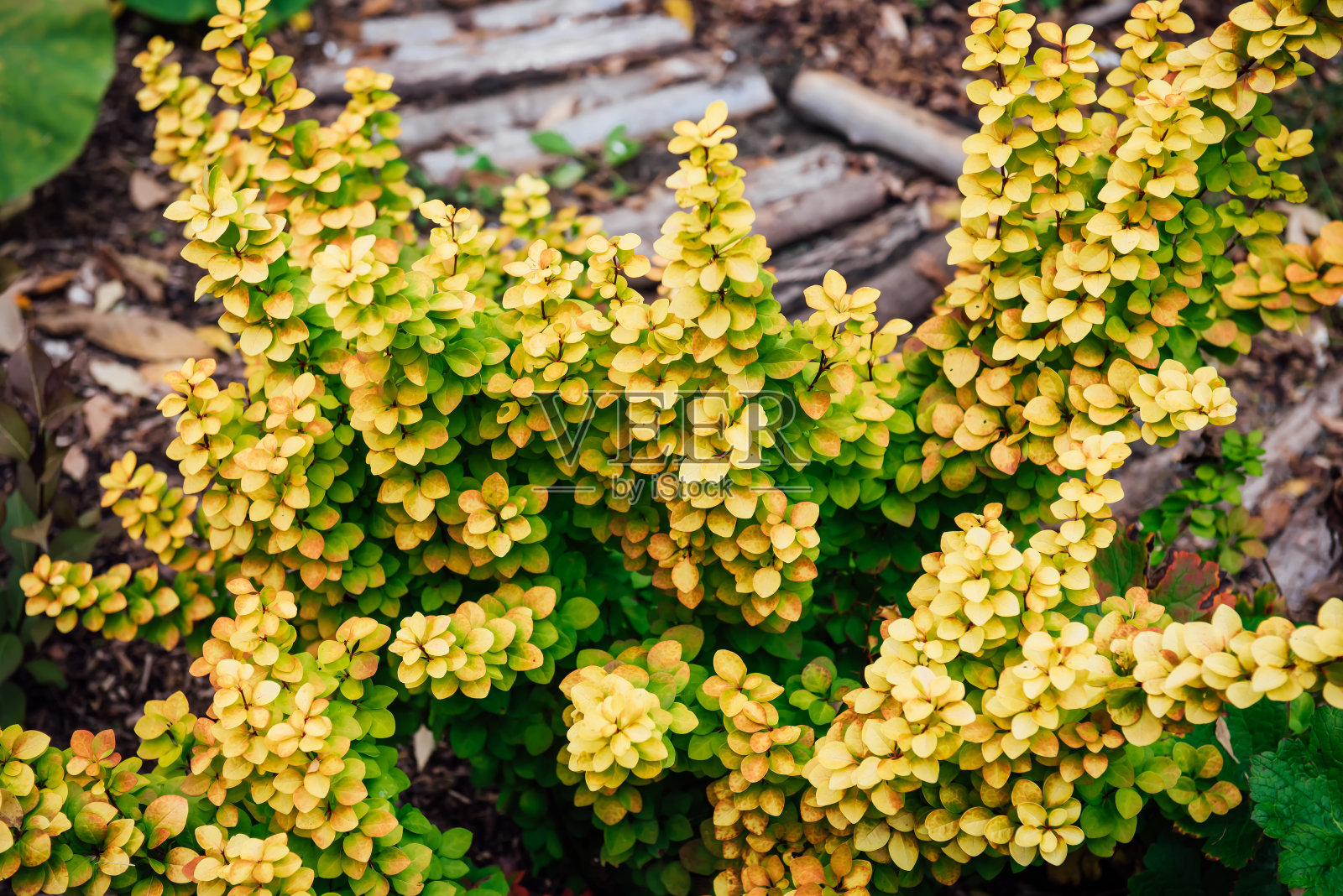 在一个明媚的秋日里,花园里有黄色和绿色的树叶和小树枝。美丽的黄绿色自然背景与复制空间照片摄影图片