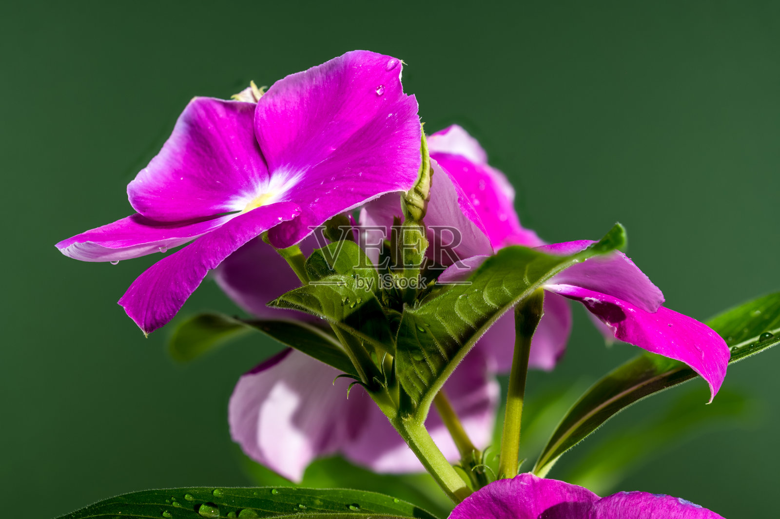 盛开的粉红色花,绿色背景照片摄影图片