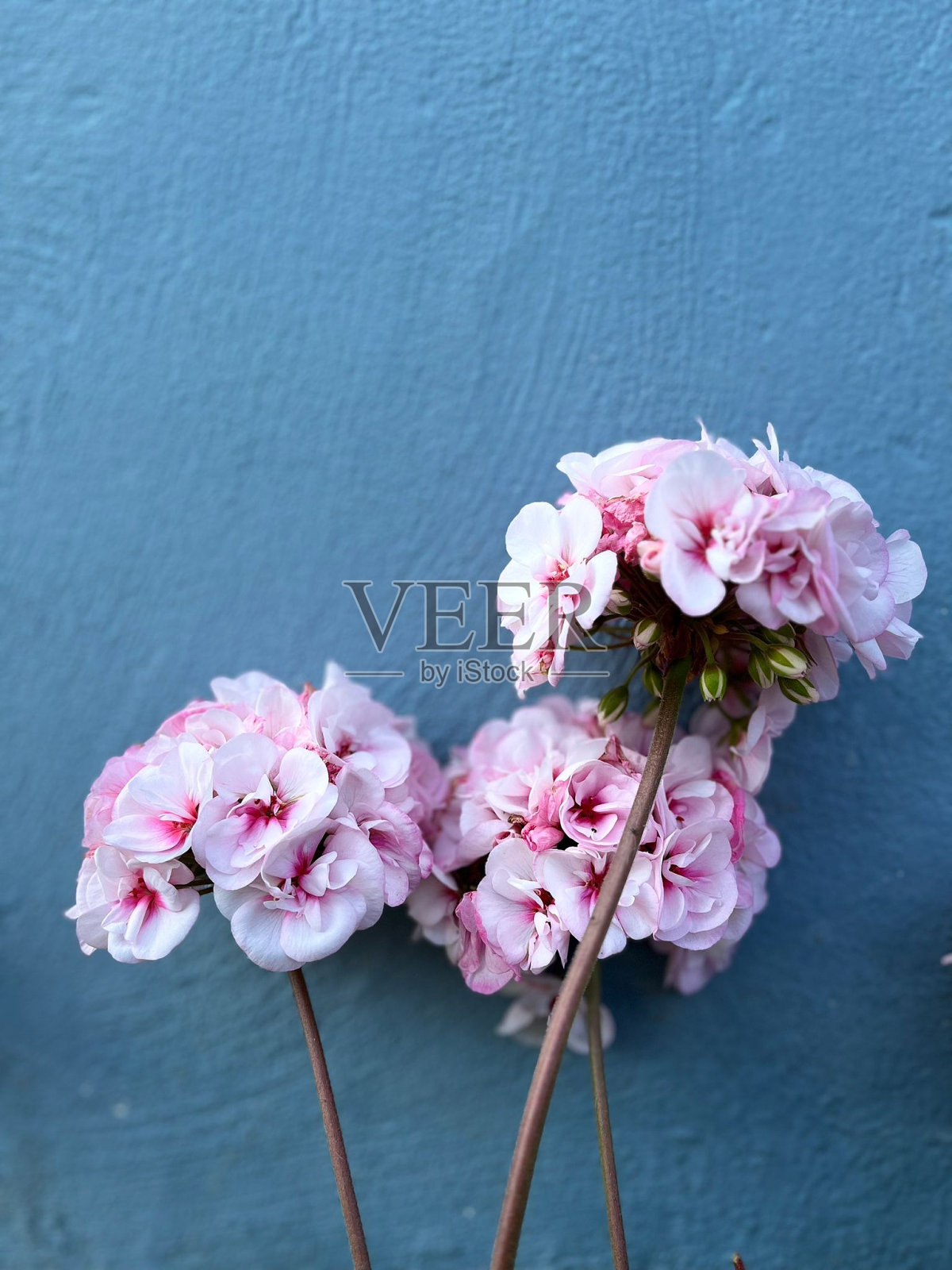 粉红色的花照片摄影图片