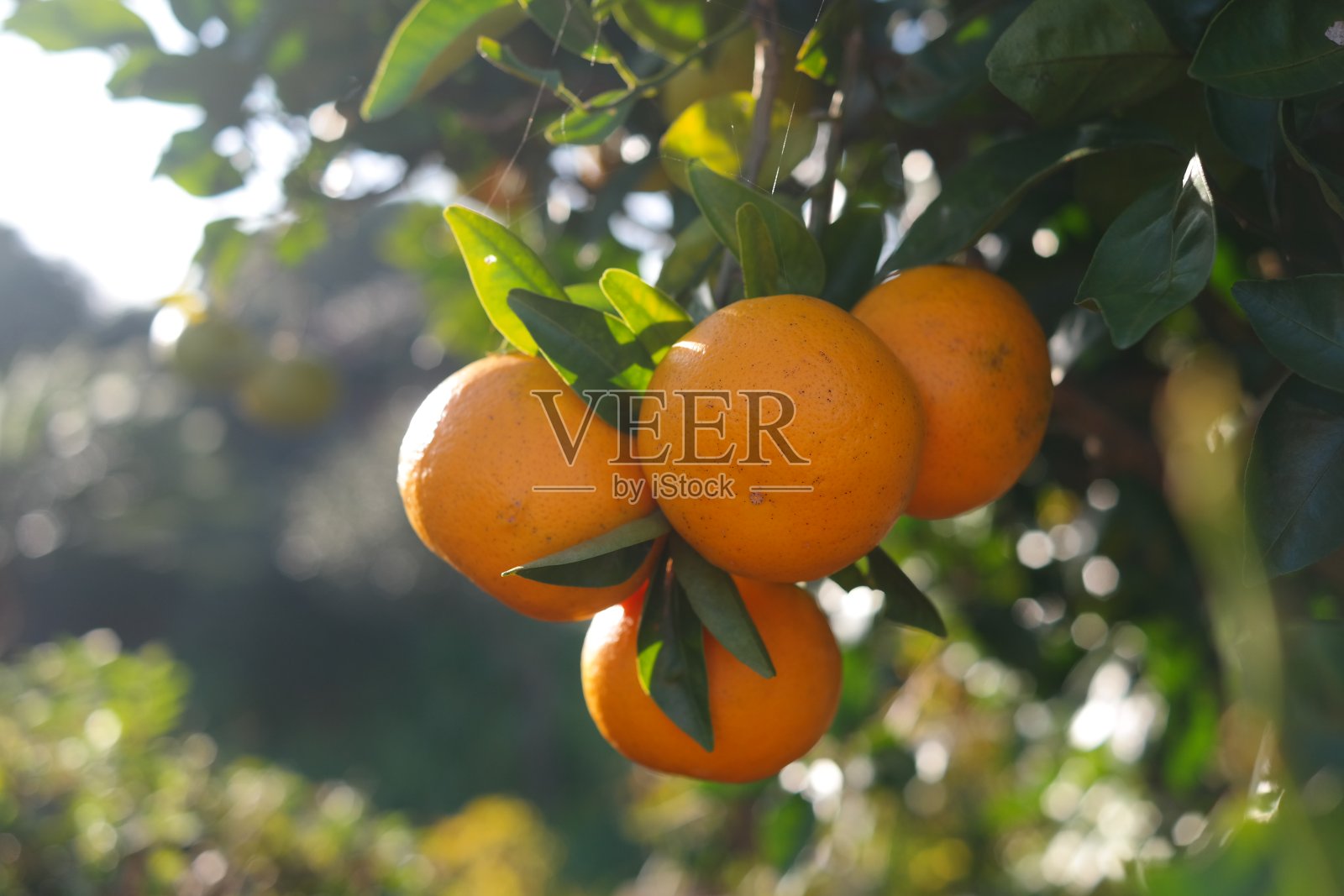 花园里有一棵果实成熟的橘子树照片摄影图片