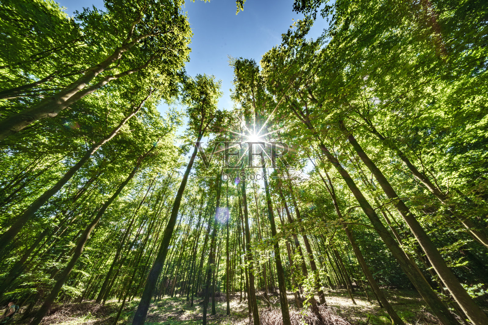 阳光温柔地穿过郁郁葱葱的森林树冠,营造出一种神奇的氛围照片摄影图片