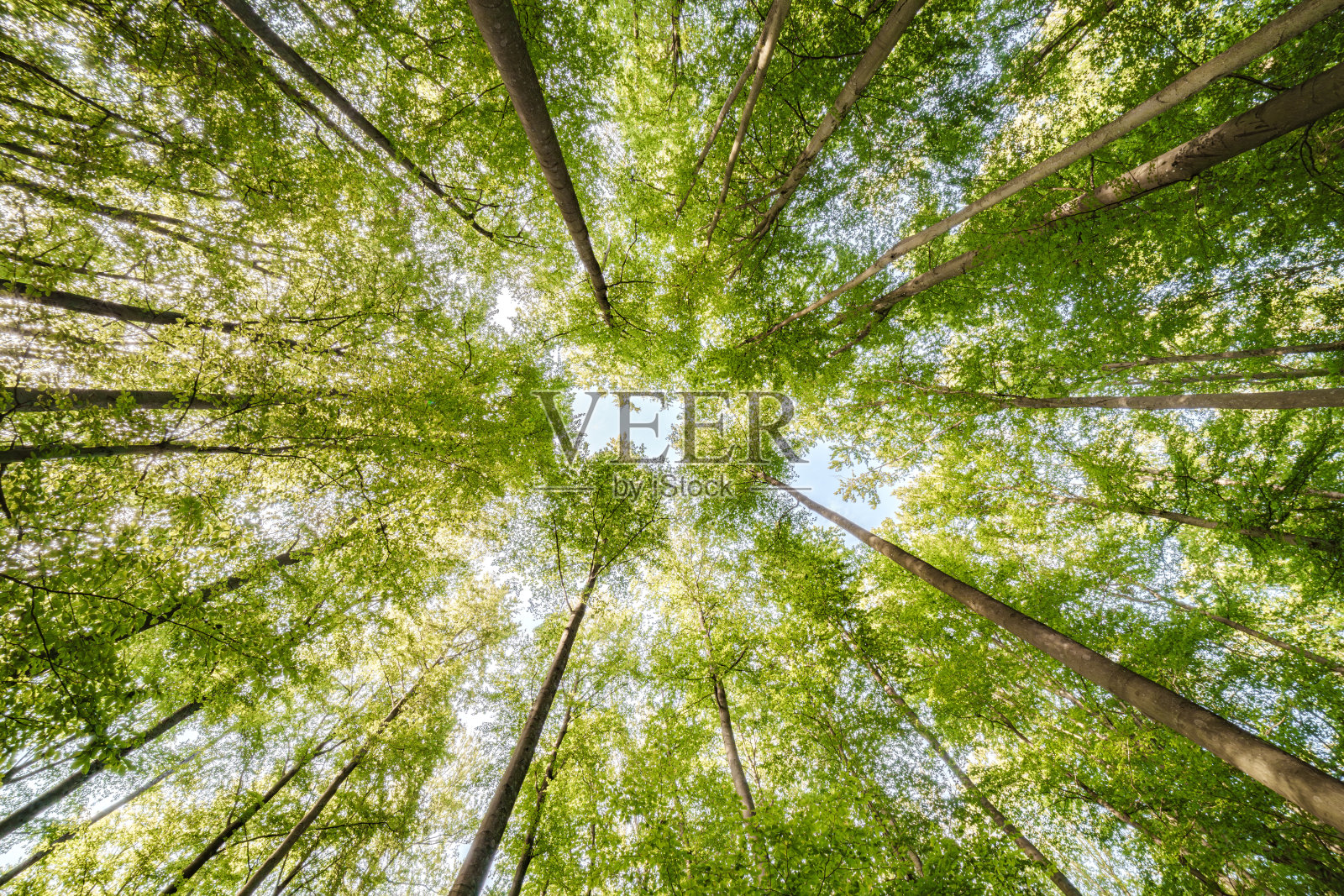 郁郁葱葱的森林环境中,向上凝视郁郁葱葱的树木照片摄影图片