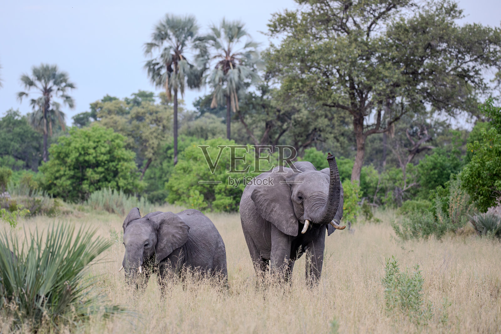 非洲丛林象(非洲象)照片摄影图片