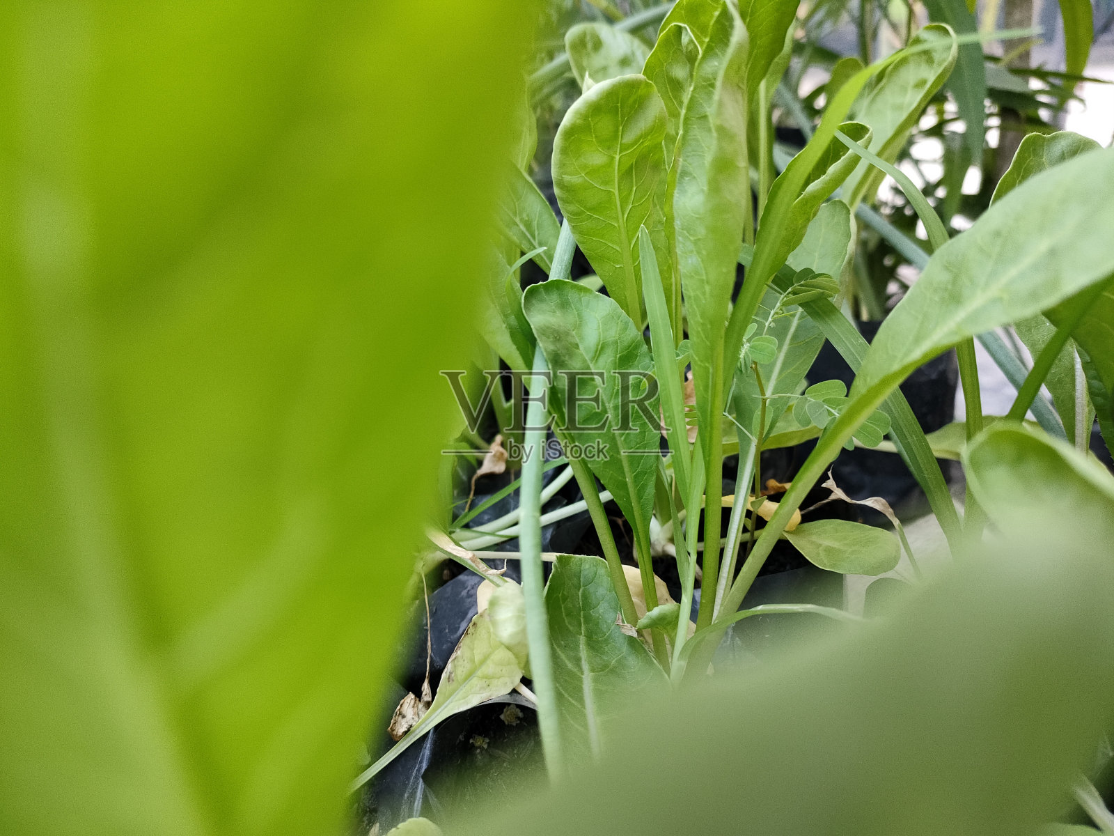 萝卜籽放在小盆里照片摄影图片