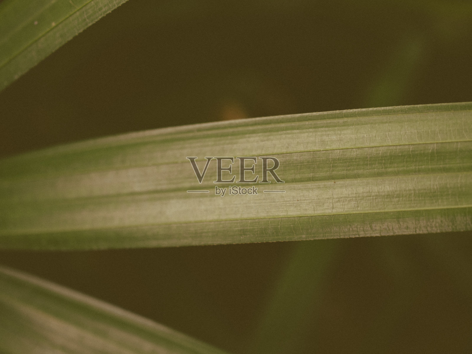 树叶特写照片摄影图片