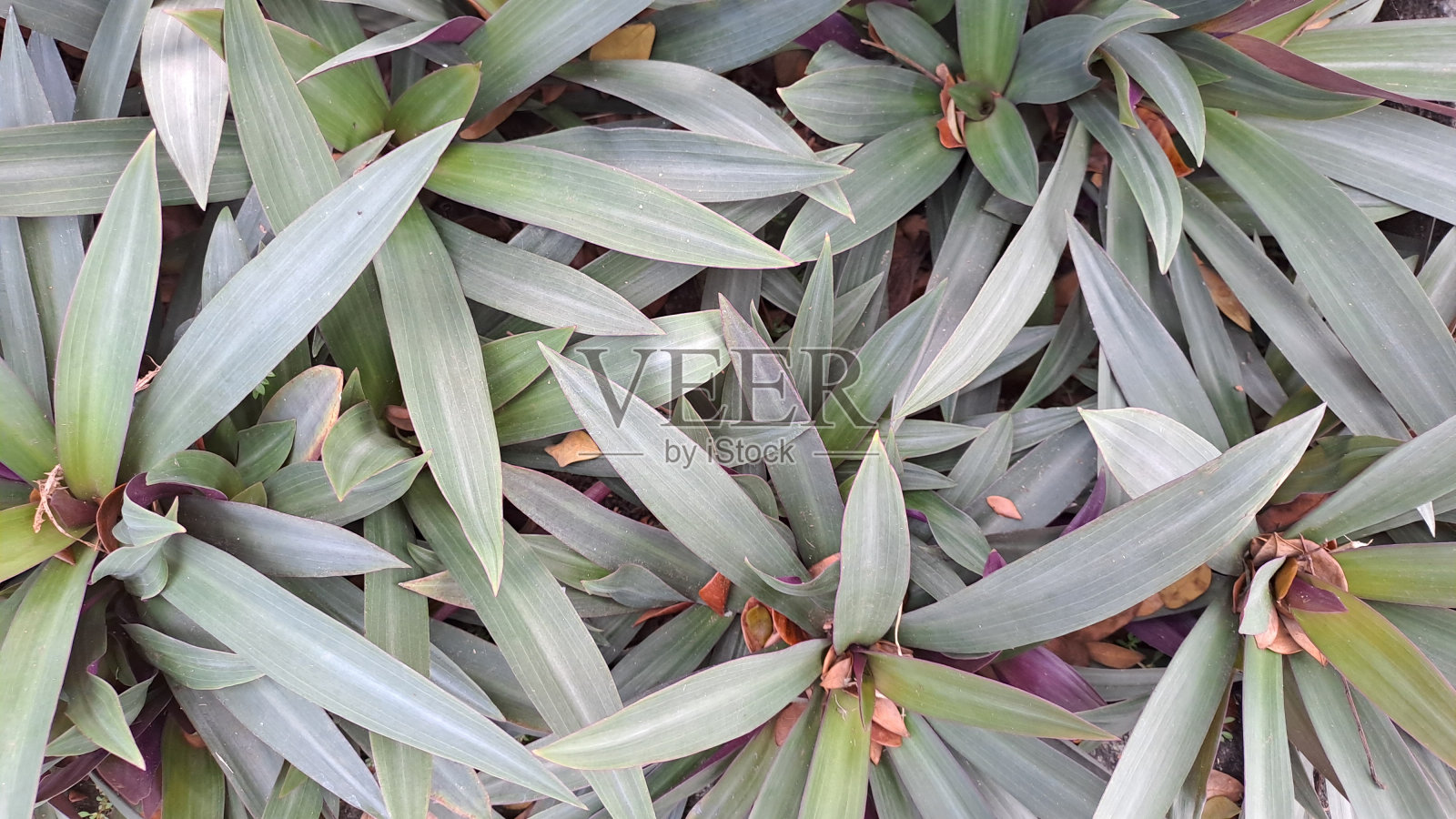 美丽的鸡胸草植物与自然背景照片摄影图片