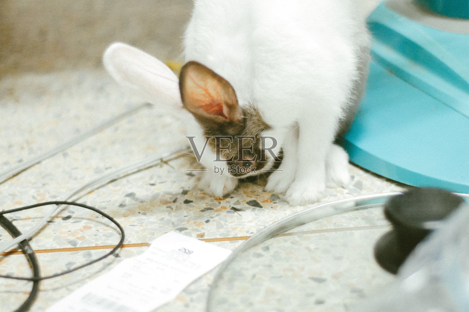 可爱的泰国兔子照片摄影图片