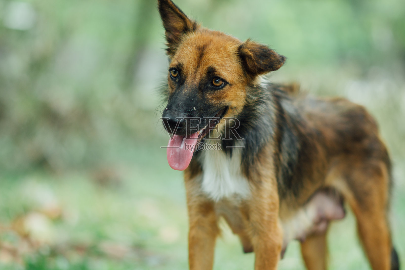 老泰国狗照片摄影图片