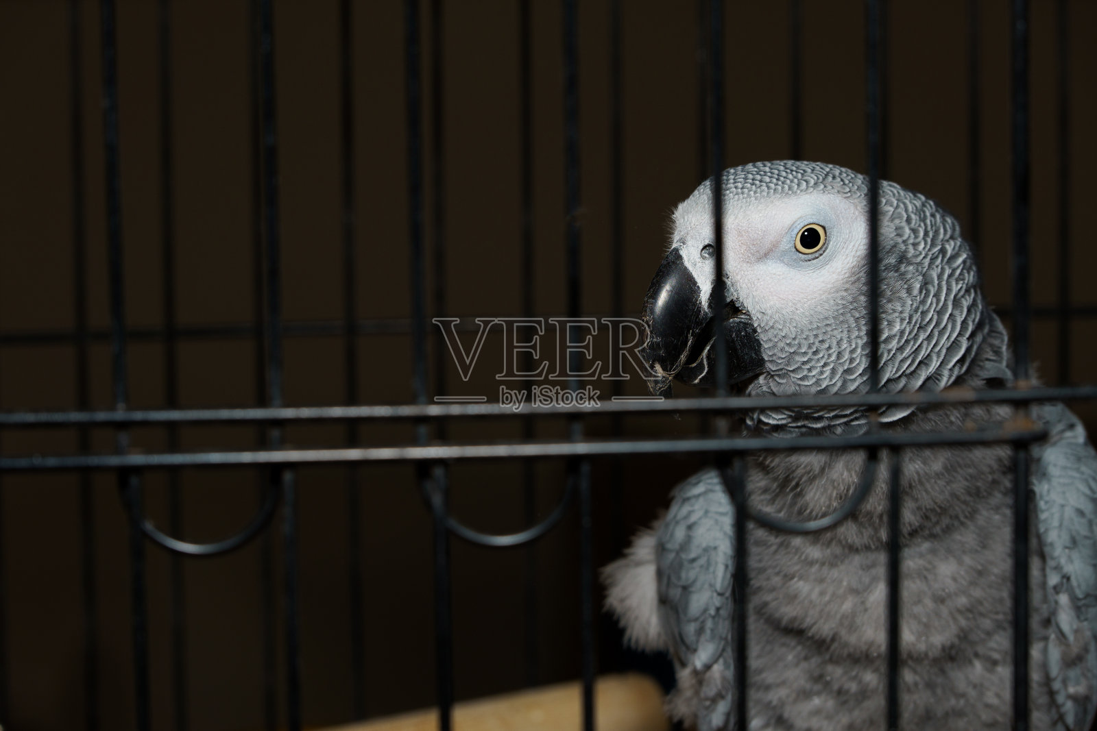 鹦鹉yaco Psittacus erithacus在笼子里好奇地看着镜头照片摄影图片