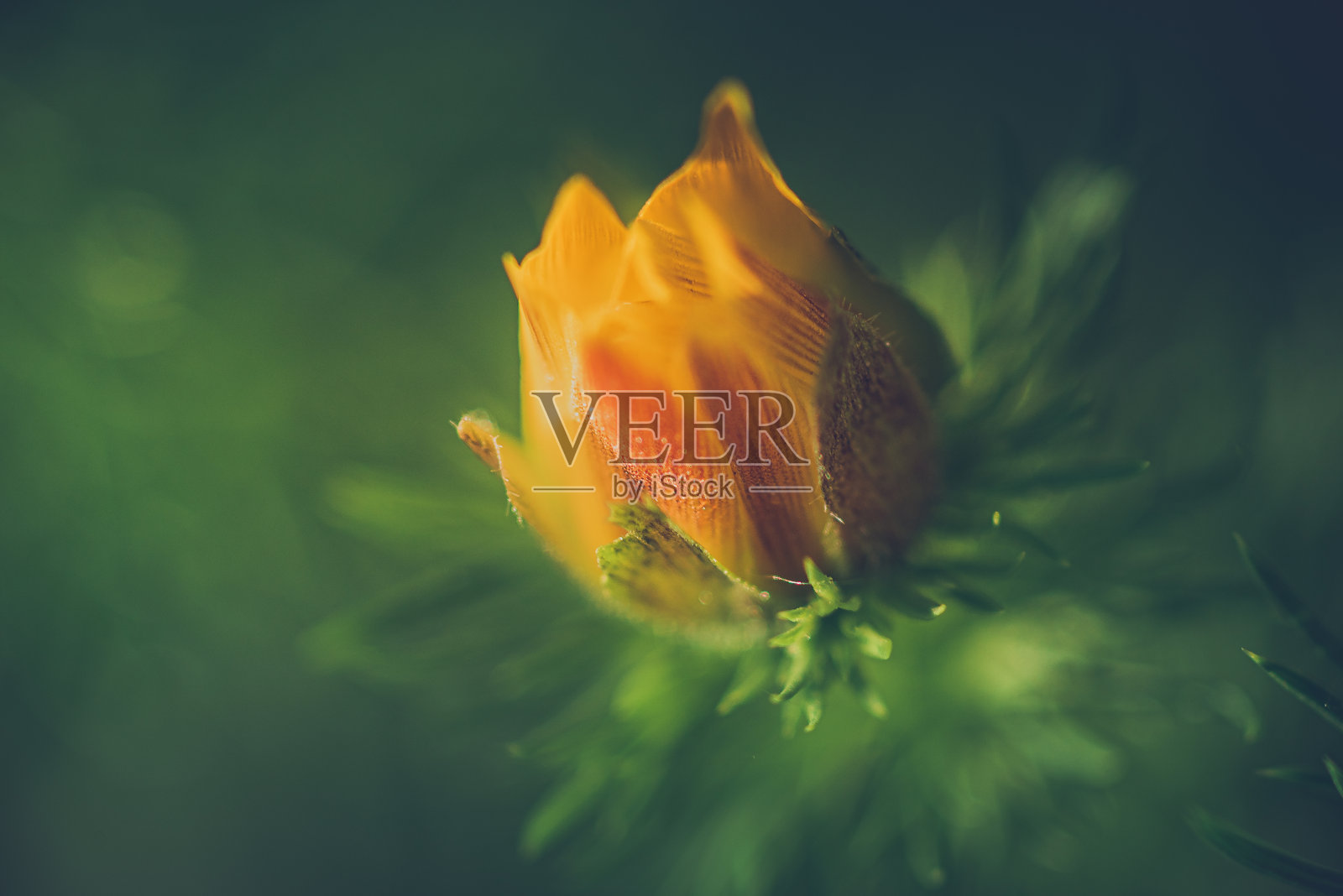 花园的花照片摄影图片