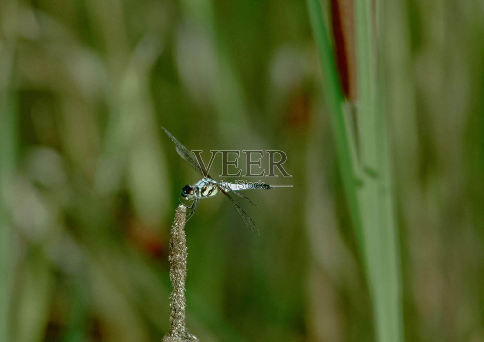 蜻蜓照片摄影图片