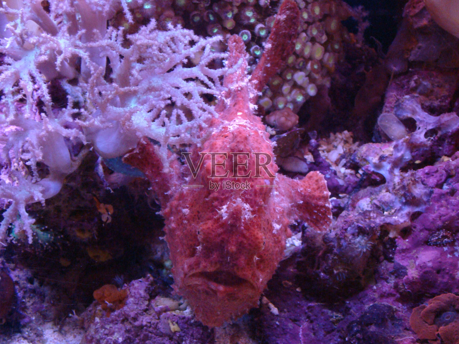 以色列-埃拉特照片摄影图片