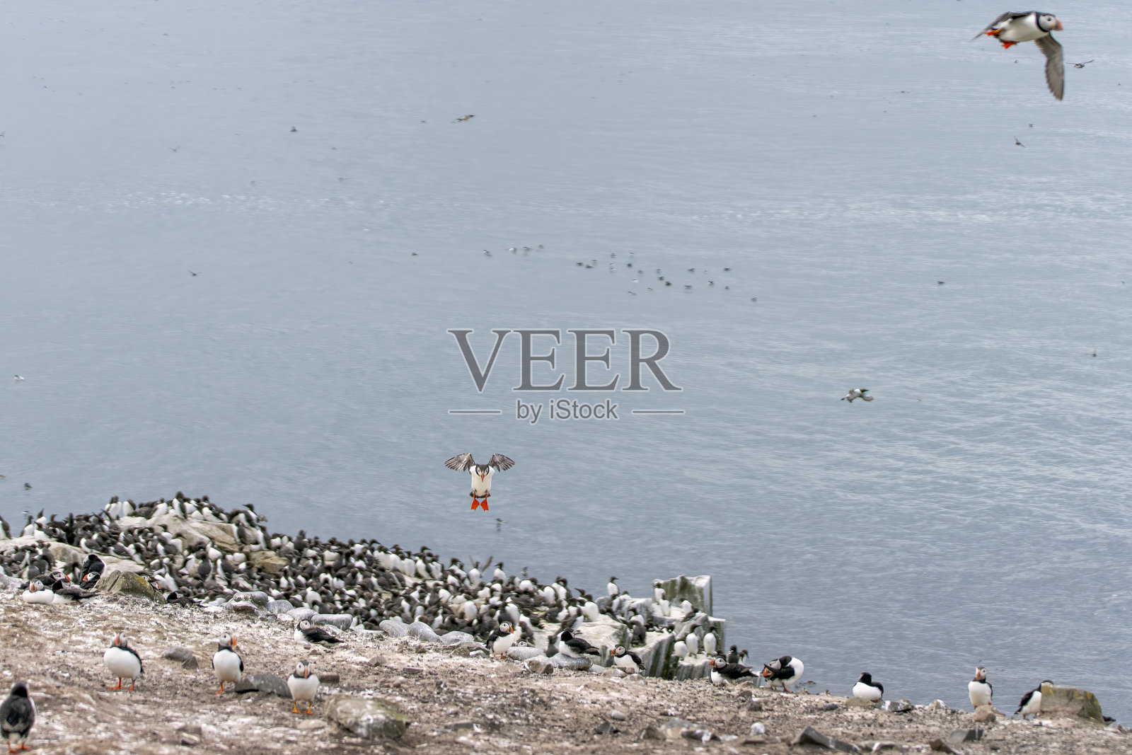 海雀和其他海鸟降落在诺森伯兰郡法恩群岛的法恩岛内的岩石上照片摄影图片