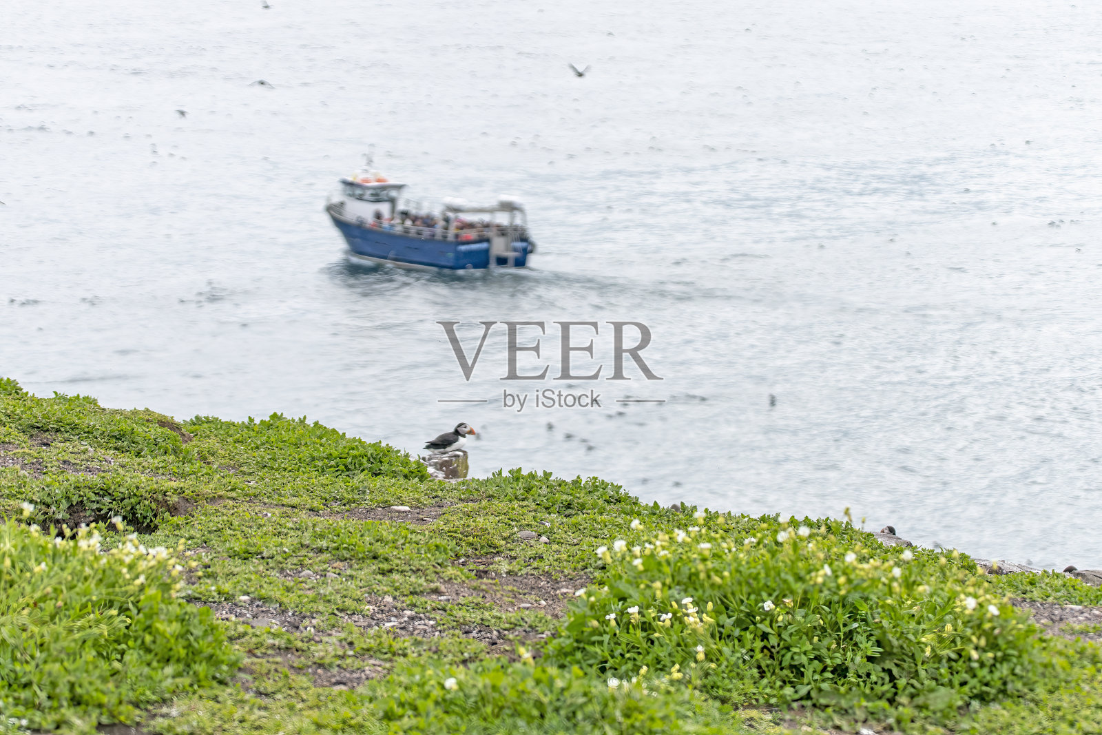 海雀和其他海鸟在诺森伯兰郡法恩群岛的内法恩岛上的岩石上照片摄影图片