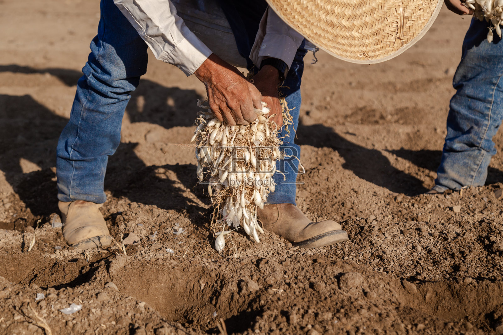 洋葱种植:辛勤耕耘的农民照片摄影图片