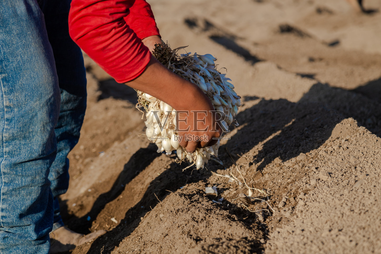 一个农民的洋葱种植园照片摄影图片