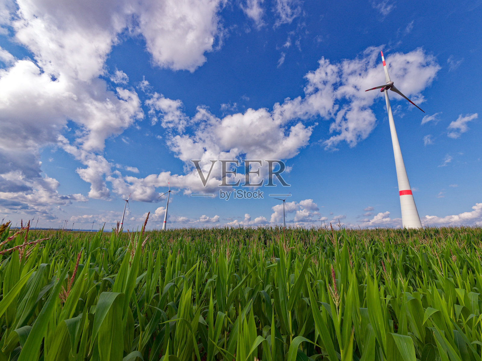 玉米地里的风力涡轮机照片摄影图片