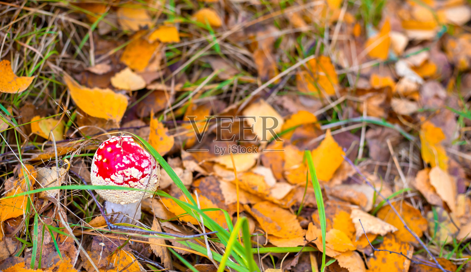 秋天的背景与橙色的落叶和红色飞木耳照片摄影图片