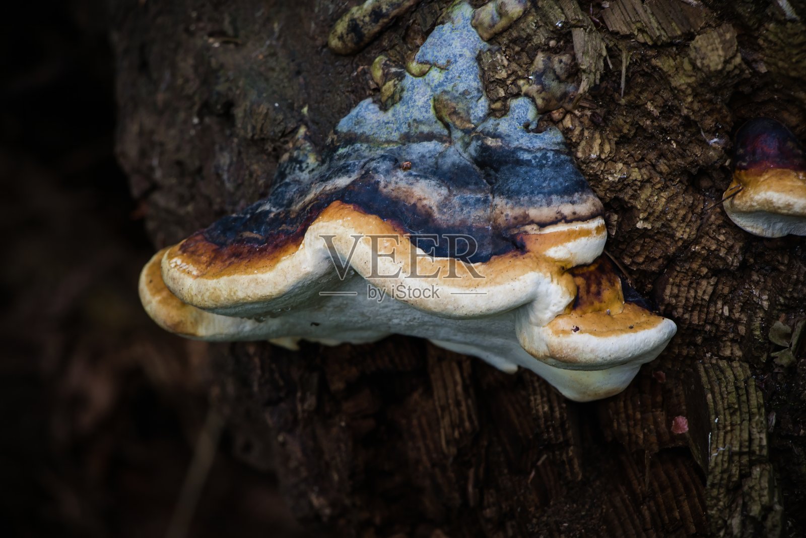 红带真菌照片摄影图片