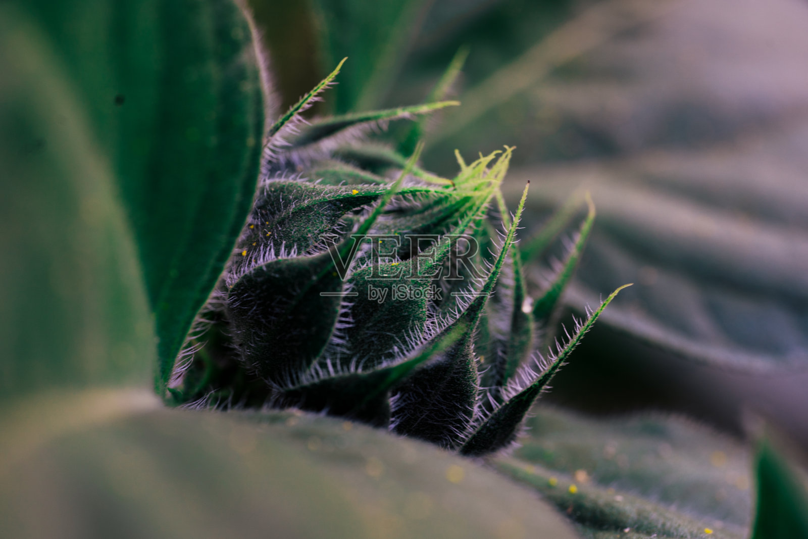 简单的绿色和黄色向日葵花蕾特写照片摄影图片