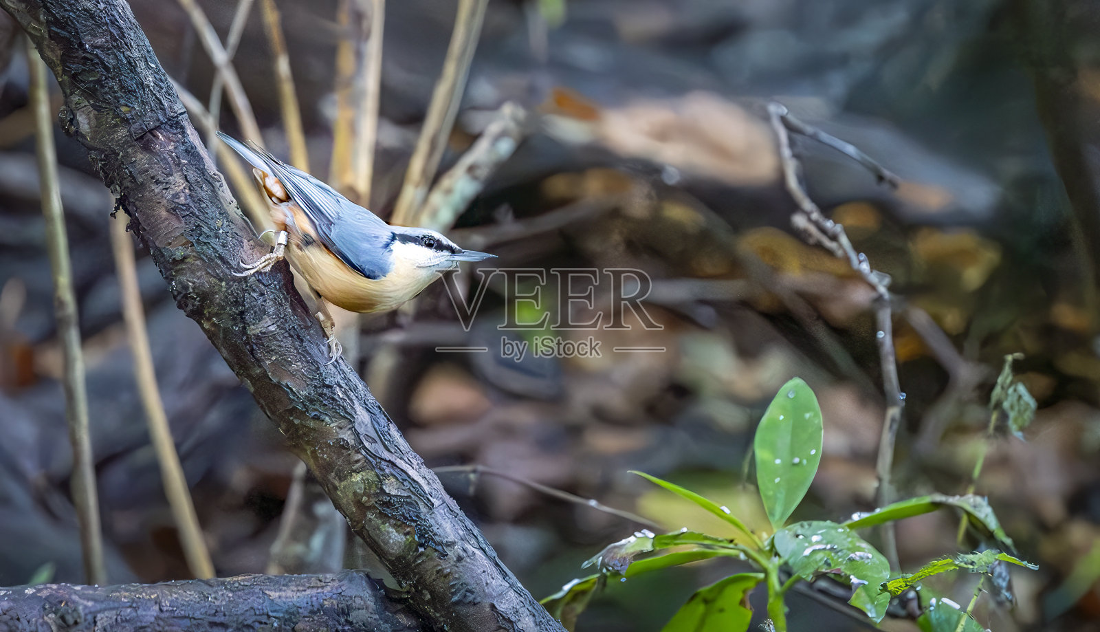 栖息在自然保护区树枝上的欧亚努萨奇照片摄影图片