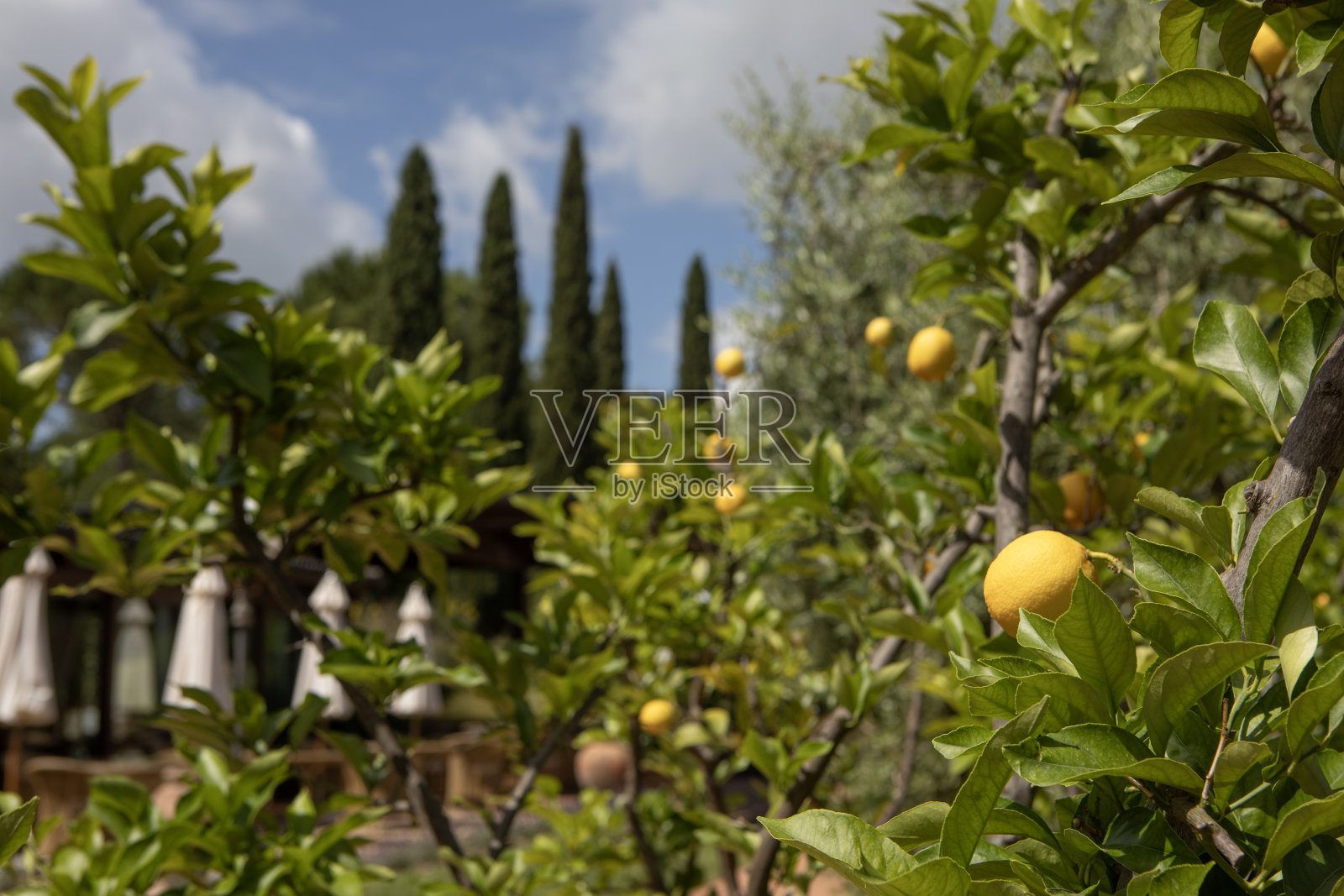 意大利蔬菜园里的绿色农产品照片摄影图片