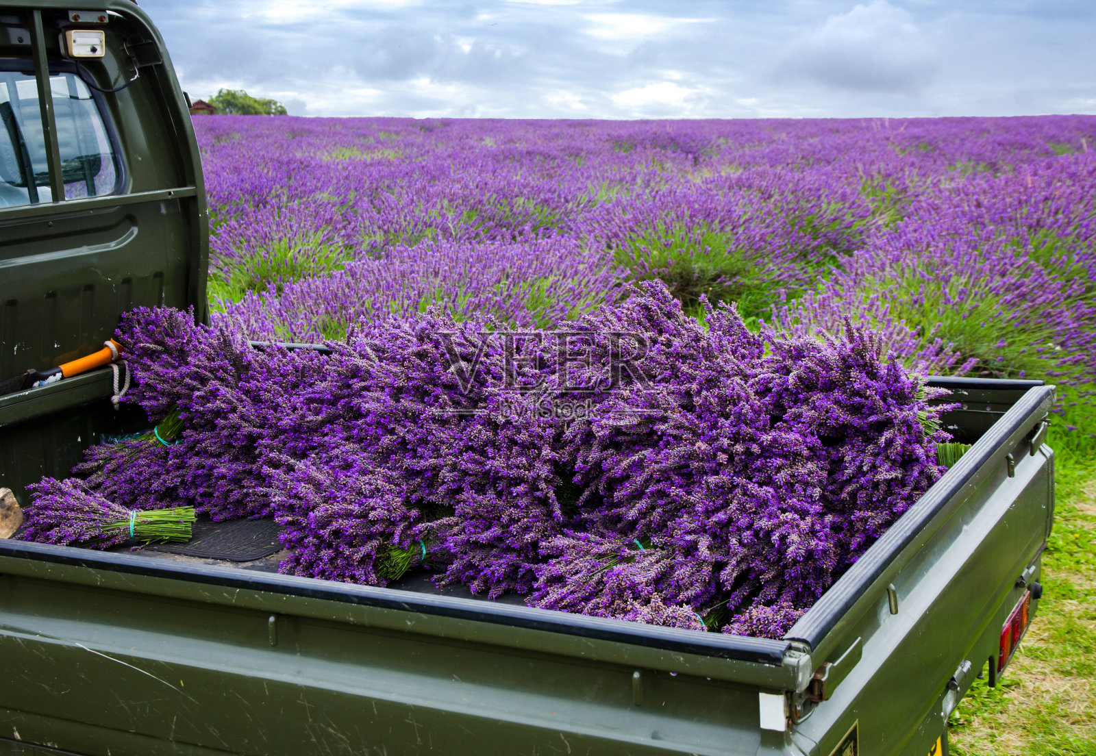 紫色开花植物在田野对着天空照片摄影图片