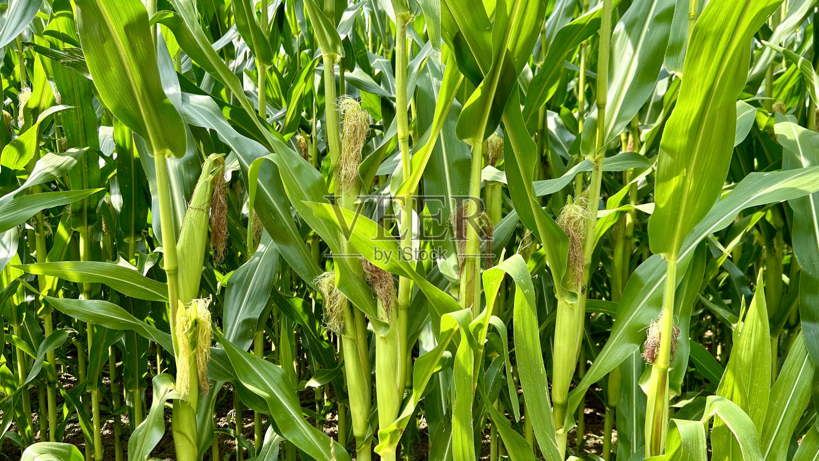 一片玉米地照片摄影图片